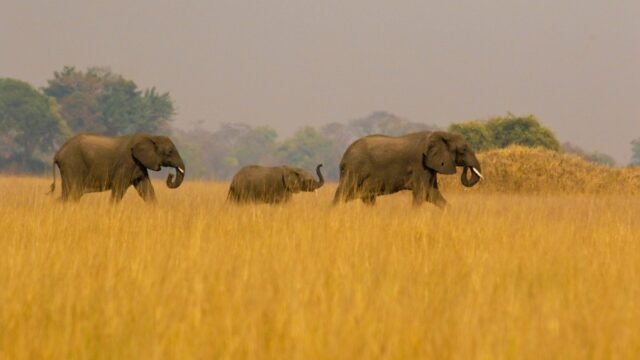 Africa-Reveal-Safaris-61-3.jpg