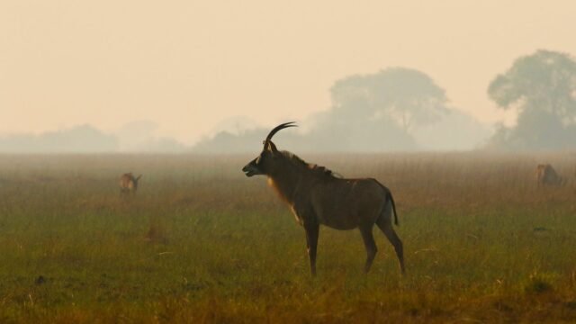 Four-Crane-Safaris-11-3.jpg
